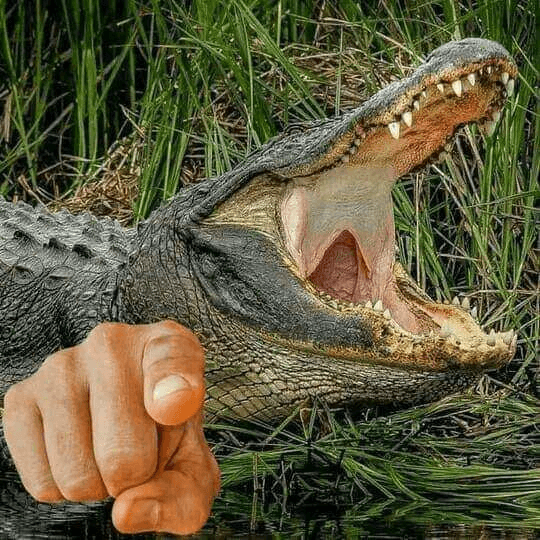 Happy aligators